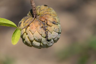 Close-up of berries on plant