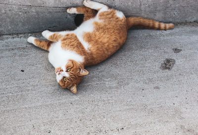 Lovely cat walking on the beach