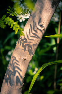 Close-up of hand against plants