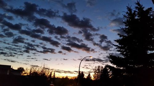 Silhouette of trees at sunset