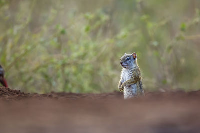 Squirrel on field