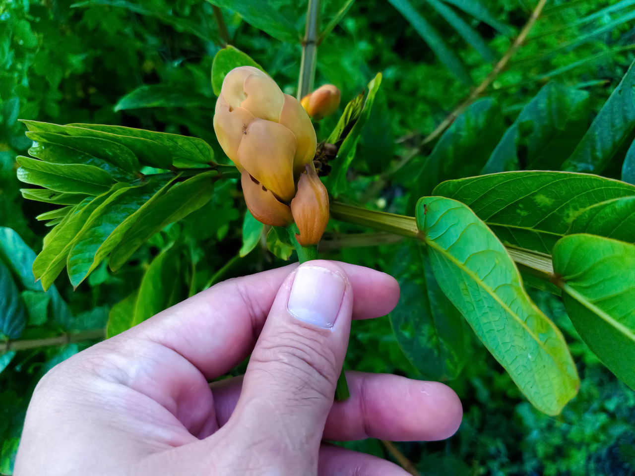 CLOSE-UP OF HAND HOLDING YELLOW FLOWERS