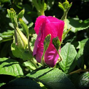 Close-up of pink flower blooming outdoors