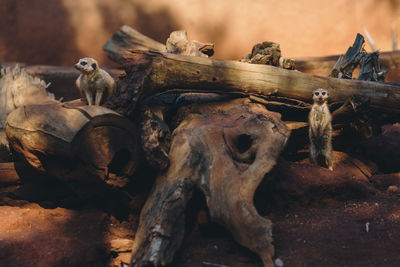 Close-up of animal skull on wood