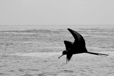 Seagull flying over sea against clear sky