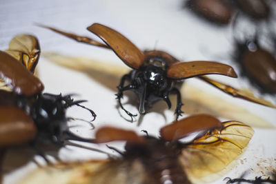 High angle view of insect on table