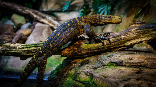 Close-up of a lizard on rock