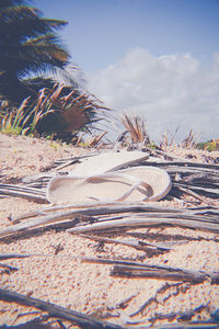 Close-up of palm tree and sand