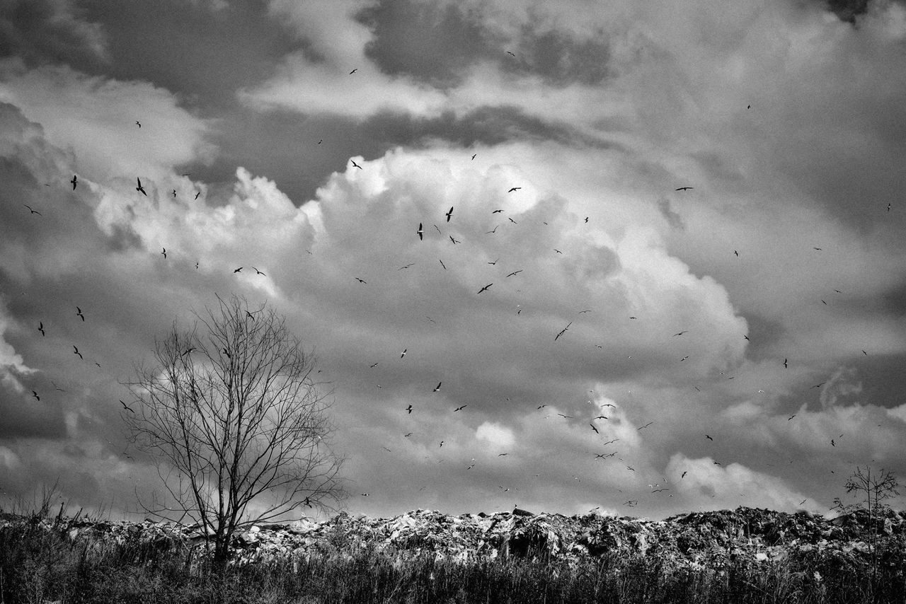 bird, animal themes, animals in the wild, wildlife, flying, sky, flock of birds, cloud - sky, nature, cloudy, beauty in nature, tree, tranquility, tranquil scene, silhouette, cloud, medium group of animals, scenics, day