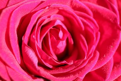 Full frame shot of red rose blooming outdoors