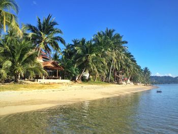 Palm trees growing on beach against clear blue sky