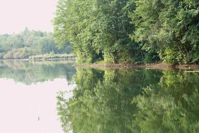 Scenic view of lake in forest