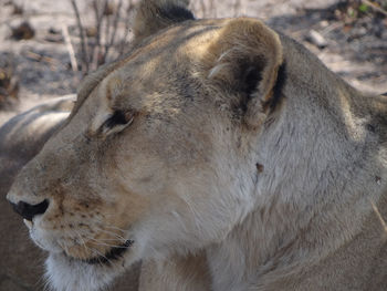 Portrait of a lioness under a bush in the etosha national park in namibia