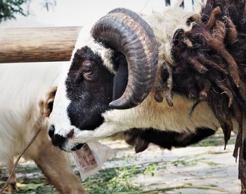 Close-up of goat