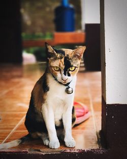 Portrait of cat sitting on floor at home