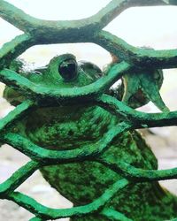 Close-up of rusty metal fence