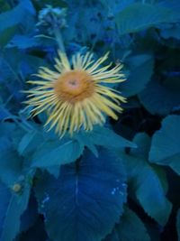 Close-up of blue flowers blooming outdoors