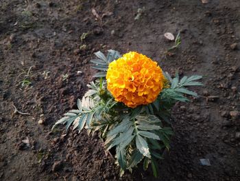 High angle view of flowering plant