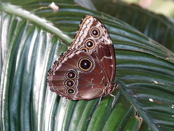 Close-up of butterfly on leaves