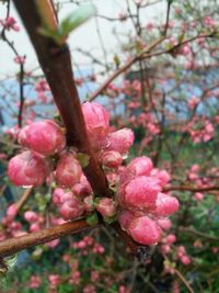Close-up of cherry blossoms