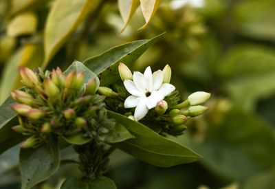 Close-up of white flowering plant