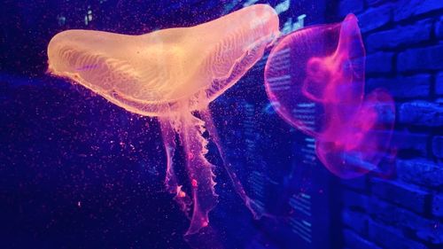 Fish swimming in sea