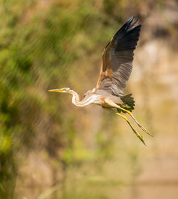 Imperial heron in flight landing at its perch on the river