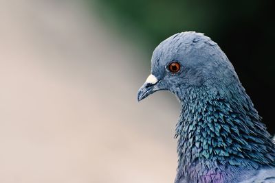 Close-up of bird