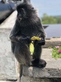 Close-up of black eating food