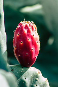 Close-up of succulent plants