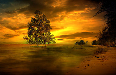 Trees on field against orange sky