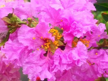 Close-up of pink flowers blooming outdoors