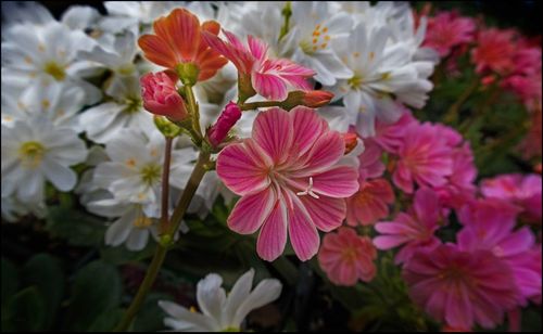 Close-up of pink flowers