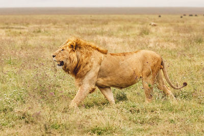 Lion running on field