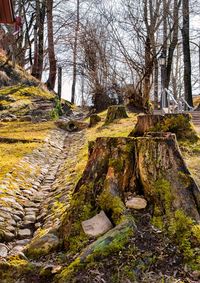 Bare trees in forest