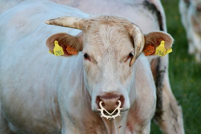 Portrait of cow