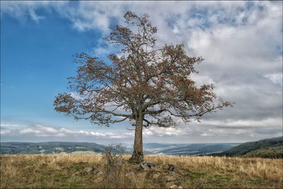 Tree on field against sky