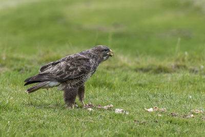 Side view of a bird on grass