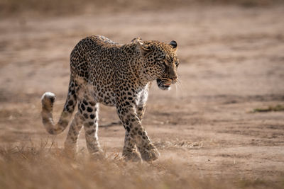 Leopard seen through grass walking in sunshine