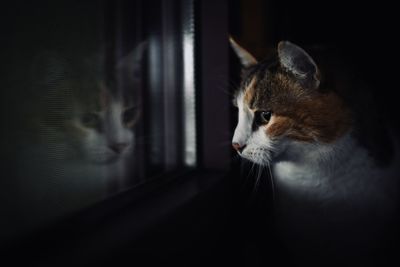 Close-up of a cat looking away at home