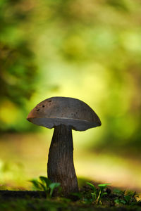 Close-up of mushroom growing on field