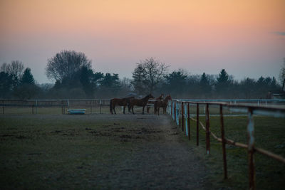 View of horses on field against sky during sunset