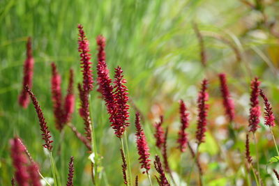 Close-up of red flowering plants on field