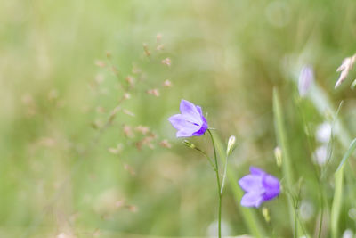 Close-up of purple flowers blooming