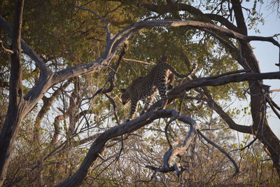Low angle view of bird perching on tree