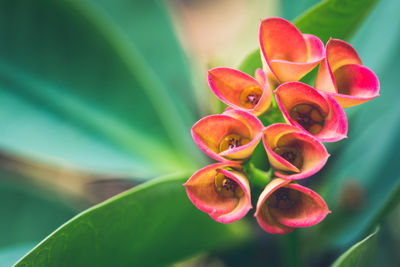 Close-up of red flowering plant