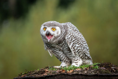 Close-up of owl perching on ground