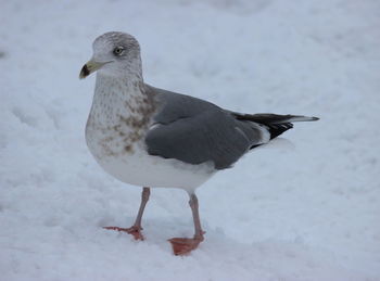 Close-up of seagull perching on snow