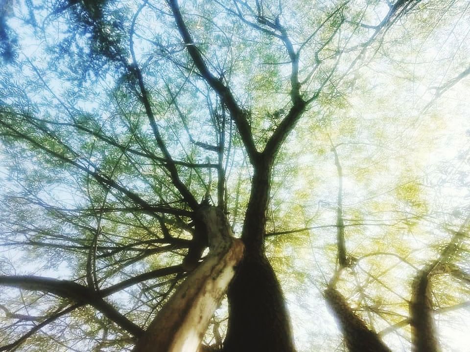 tree, plant, low angle view, branch, sky, tree trunk, trunk, day, nature, beauty in nature, no people, tranquility, growth, sunlight, forest, outdoors, land, backgrounds, full frame, scenics - nature, tree canopy, directly below, streaming