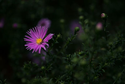 Close-up of pink cosmos flower